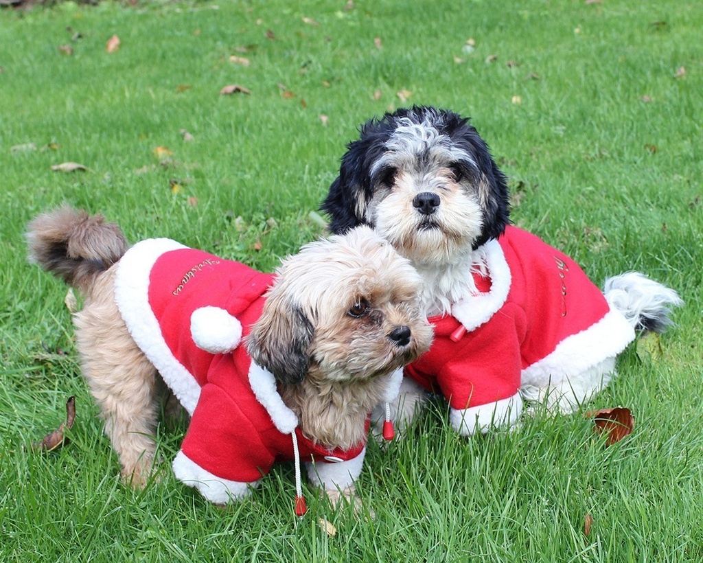 Hondendeken Kerst